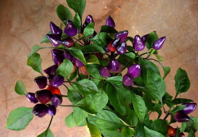 Pimenta-Roxa-3