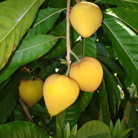 muda_de_canistel_ou_sapota_amarela_com_1m_enxertada_254_5_20190611093549