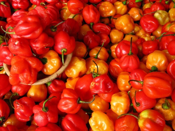 pimenta-de-cheiro-3-1024x768