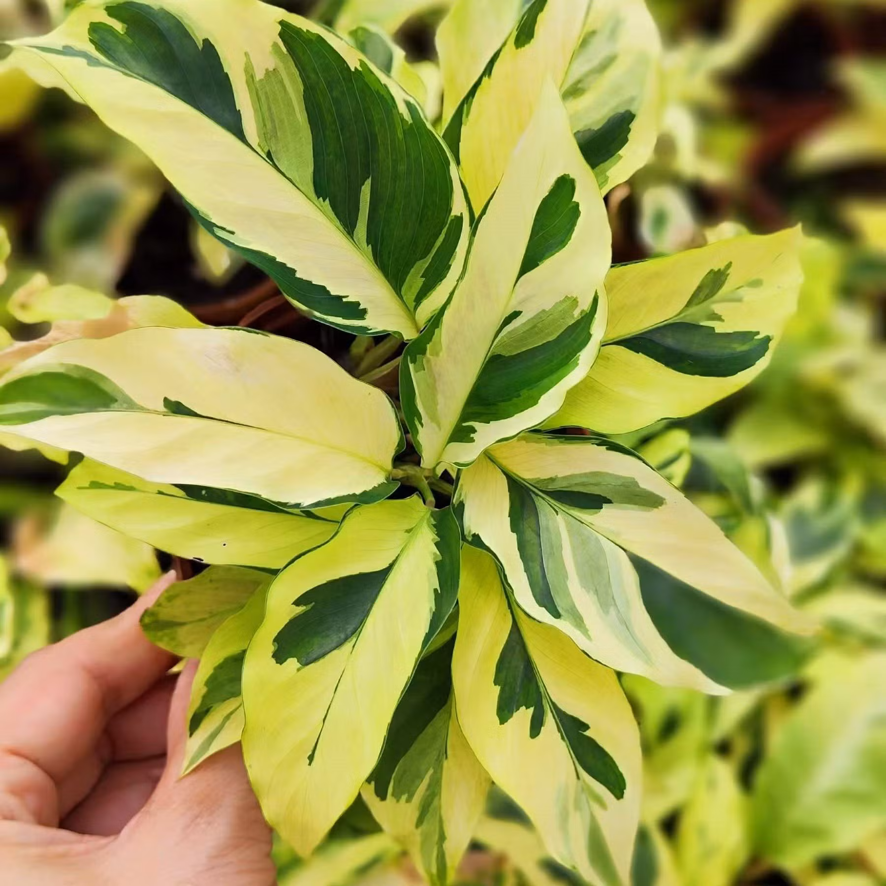 Yellow-Fusion-White-Calathea-Agriculture-Indoor-Live-Plant-for-Home-Decoration