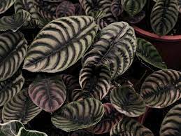 images (14)