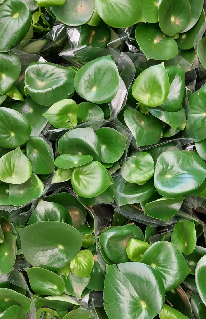 muda_de_peperomia_polybotrya_raindrop_pote_14_17599_2_2fc2aeaf870d6ae00a816c098c985012