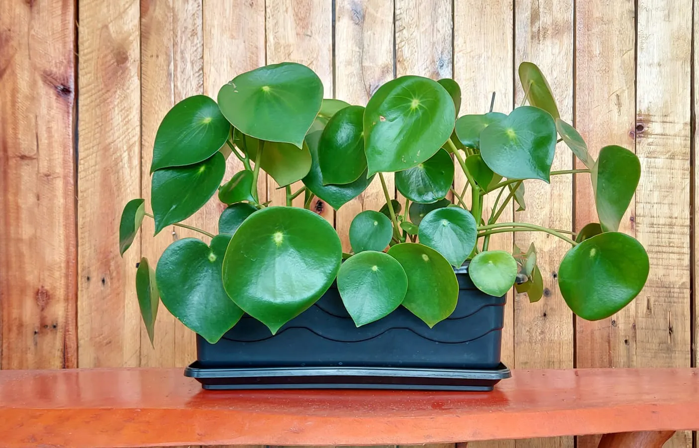 muda_de_peperomia_polybotrya_raindrop_pote_14_17599_4_be6c927b32d14ed5bfe7ff942ee2b84d