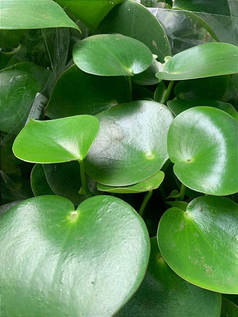 peperomia-poybotrya-ipoq9himjk
