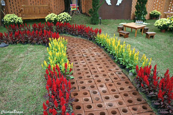 celosia-plumosa-celosia-argentea-1-1