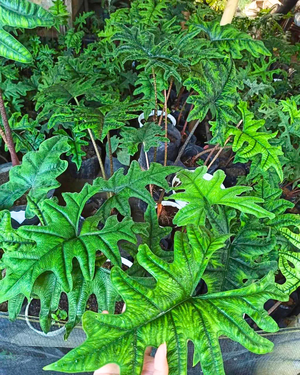 How_to_care_for_Alocasia_Jacklyn_-_Plant_Vault_-_Rare_Houseplants_for_sale