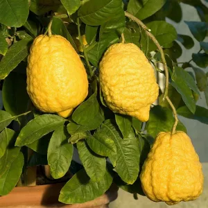 90_muda_de_laranja_cidra_altura_de_0_40_cm_a_0_80_cm_19_5_49023e9a596c88dd4895713cd3124b1e