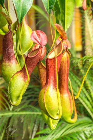 24751337-nepenthes-ventrata-a-tropical-pitcher-plants-is-a-genus-of-carnivorous-plants