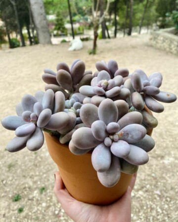pachyphytum-oviferum-5-819x1024