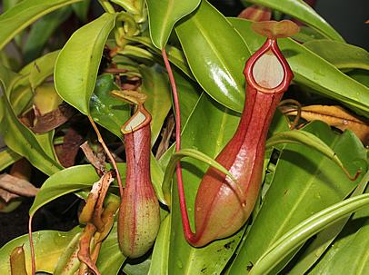planta-jarro_nepenthes