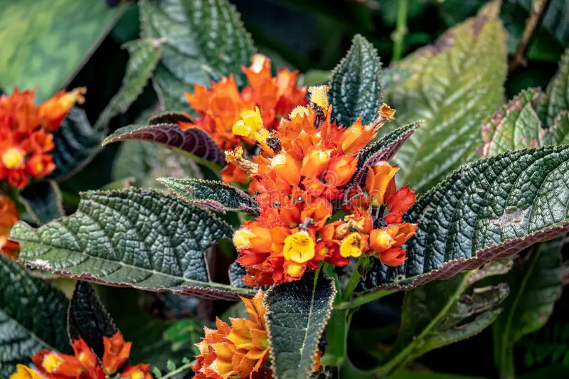 Chrysothemis-pulchella8