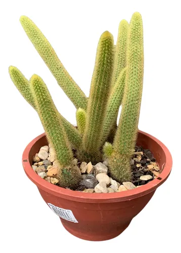 D_NQ_NP_832927-MLB79308967372_092024-O-cactus-natural-rabo-de-gato-cacto-rabo-de-gato