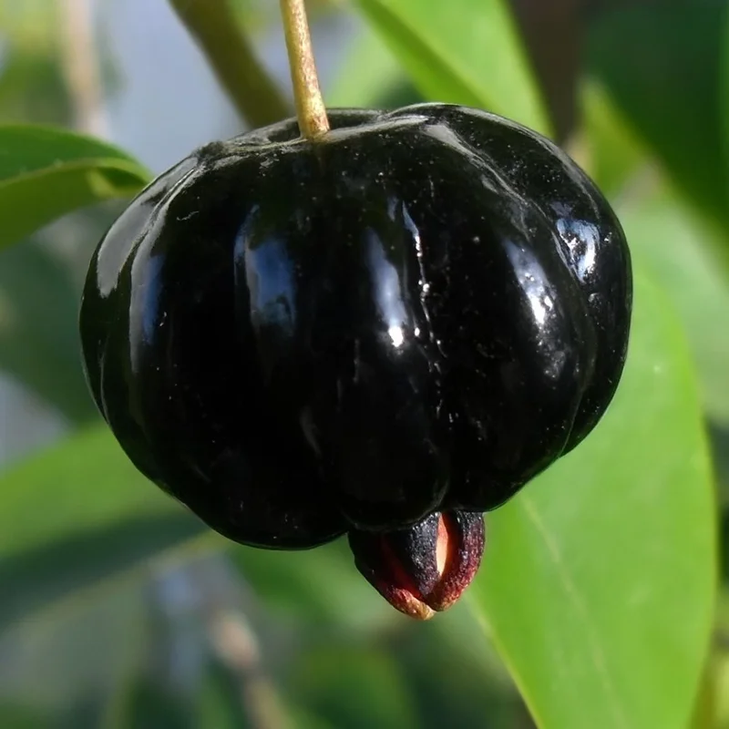 muda-de-pitanga-negra