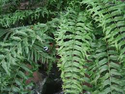images (36)