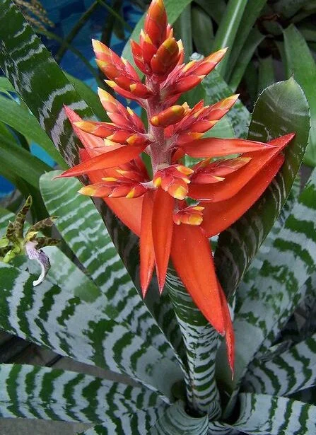 Bromelia-Chantini-Black