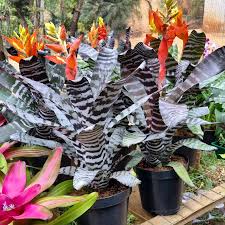 images (66)