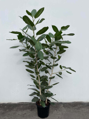 Ficus-Audrey-Ficus-Benghalensis