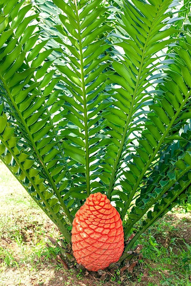 1-Encephalartos-ferox