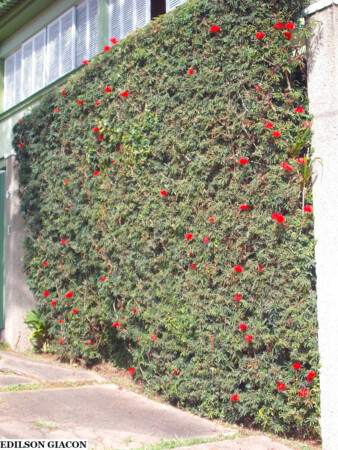 Caliandra Vermelha Folha Fina ( Calliandra tweedii )