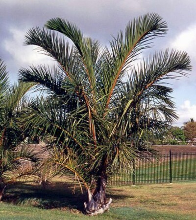 Raphia_farinifera_specimen
