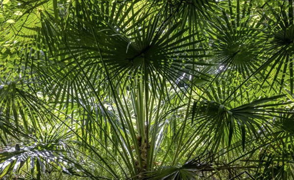 cabbage-tree-palm-supplier-brisbane600x367