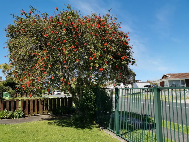 calliandra-tweedii-tree-corner-fences-neighbourhood-under-blue-sky-201595101