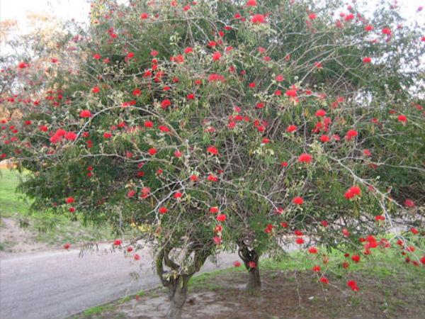 calliandra_tweedii_0