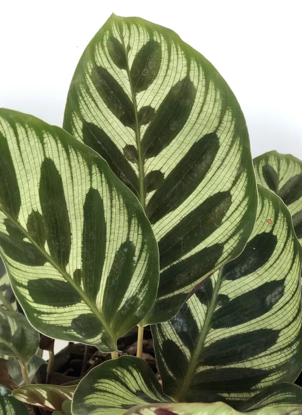 maranta