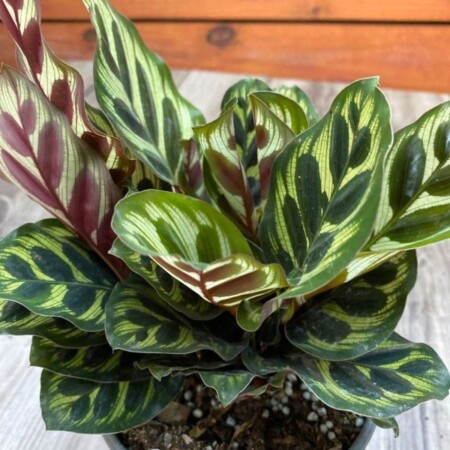muda_de_maranta_makoyama_pote_12_planta_natural_45cm_1571913369_c1b4_600x600