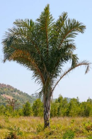 raphia-farinifera-11500650-380x760