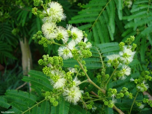 albizia_niopioides_3ex