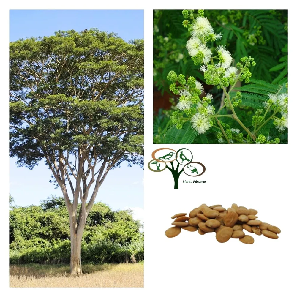 sementes_de_farinha_seca_albizia_niopoides_1_20260212153448_b6896abd8714